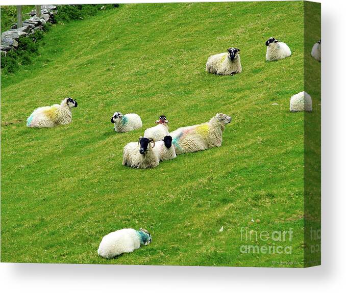Sheep Photography Canvas Print featuring the photograph Resting by Patricia Griffin Brett