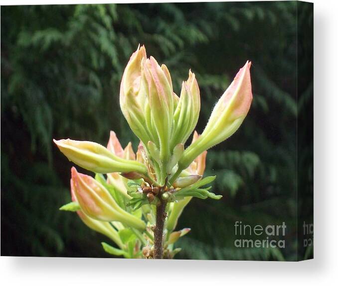 Rhododendron Canvas Print featuring the photograph Rhododendron Bloom Opening to Sunlight by Carol Riddle