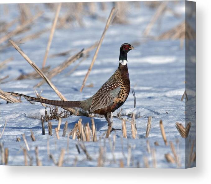 Ringneck Canvas Print featuring the photograph Ringneck Pheasant Rooster in Snow by Gary Langley
