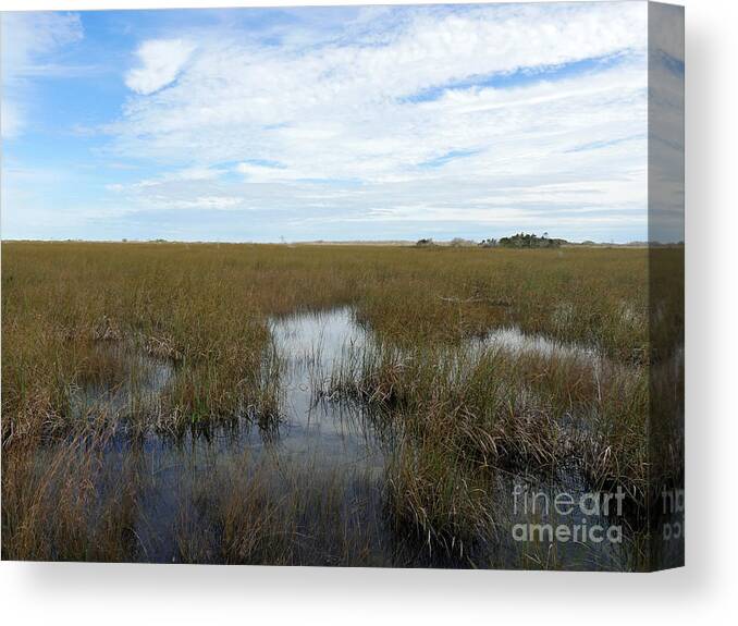 Florida Canvas Print featuring the photograph River of Grass by Maxine Kamin