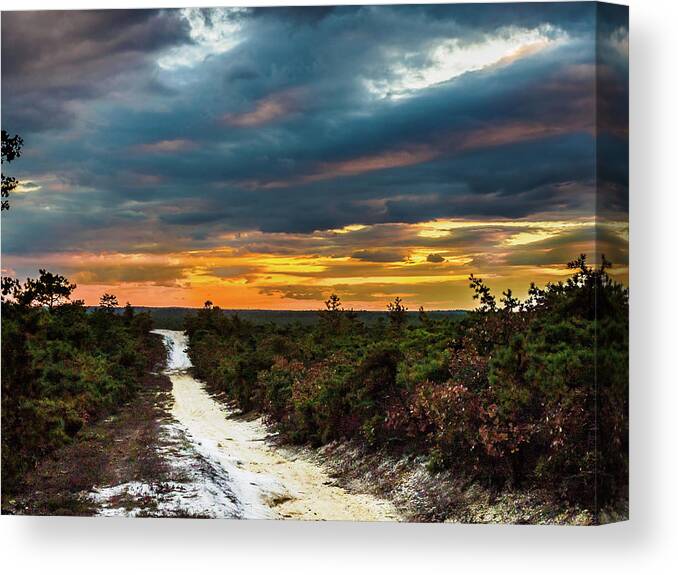 Landscape Canvas Print featuring the photograph Road into The Pinelands by Louis Dallara