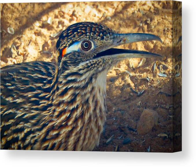 Arizona Canvas Print featuring the photograph Roadrunner Portrait by Judy Kennedy