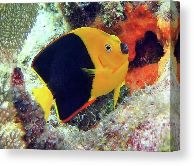 Underwater Canvas Print featuring the photograph Rock Beauty by Daryl Duda
