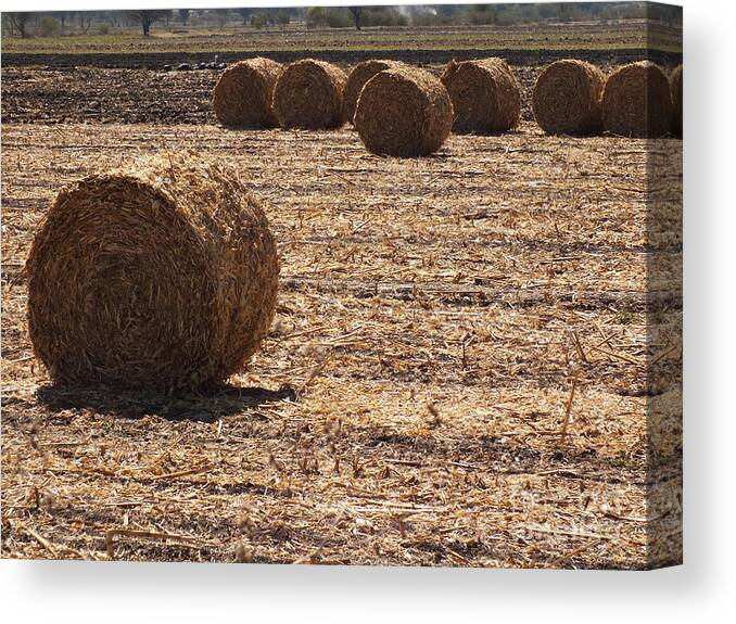 Hay Canvas Print featuring the photograph Rolling hay by Yenni Harrison