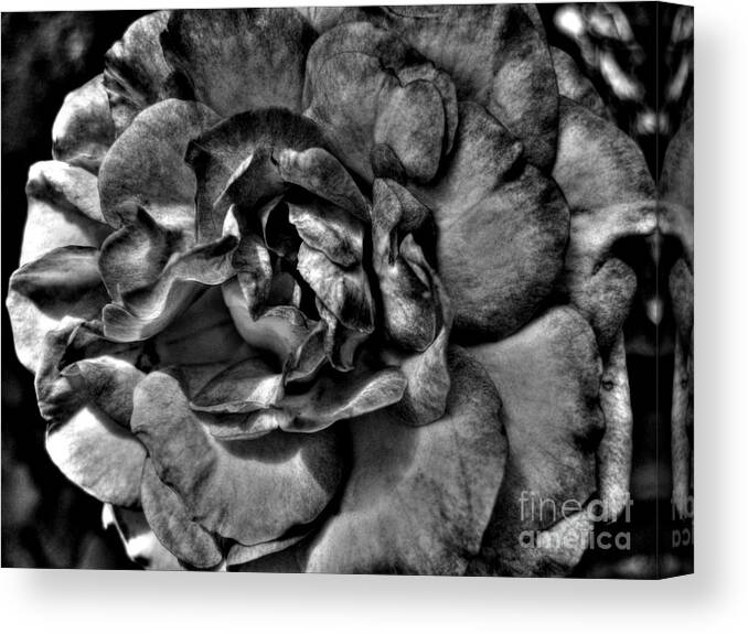 Rose Canvas Print featuring the photograph Rose In Black And White by Nina Ficur Feenan