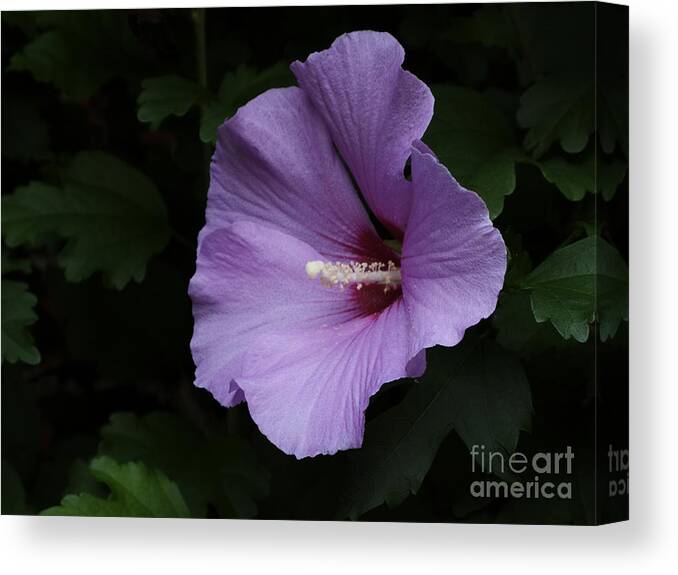 Flower Canvas Print featuring the photograph Rose of Sharon - Hibiscus syriacus by Ann Horn