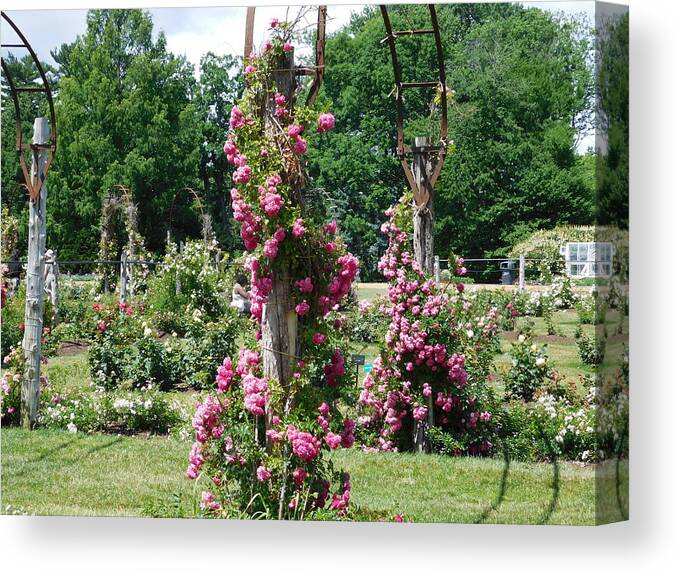 Hartford Canvas Print featuring the photograph Rose Trellis by Catherine Gagne