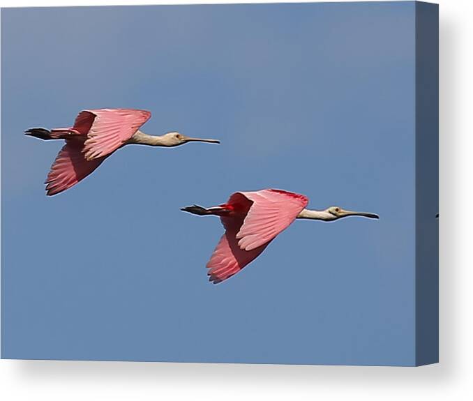 Pink Canvas Print featuring the photograph Roseate Spoonbills by Dart Humeston