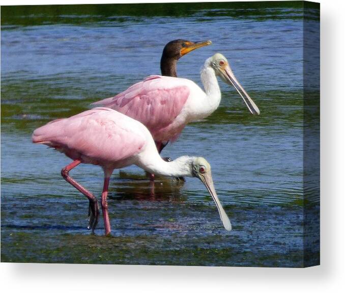 Roseate Spoonbills Canvas Print featuring the painting Roseate Spoonbll pair by Melinda Saminski