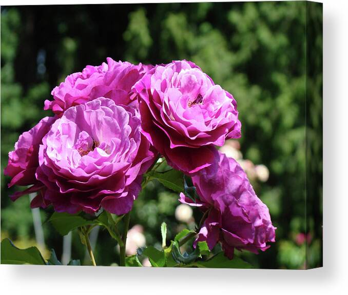 Rose Canvas Print featuring the photograph ROSES Art Rose Garden Pink Purple Floral Prints Baslee Troutman by Patti Baslee