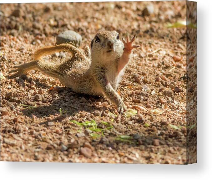 Round-tailed Canvas Print featuring the photograph Round-tailed Ground Squirrel Stretch by Tam Ryan