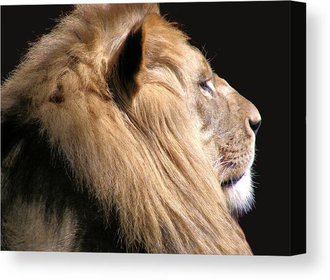Lion Canvas Print featuring the photograph Royalty by Scott Hovind