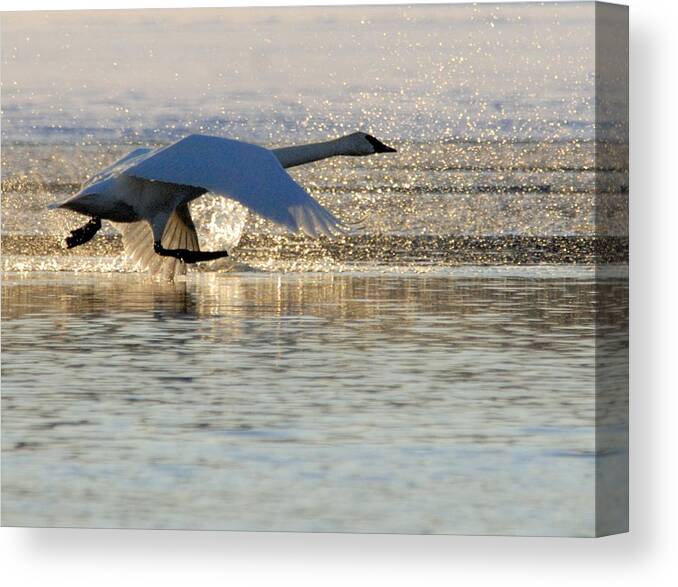 Trumpeter Swan Canvas Print featuring the photograph Running on Water by Larry Ricker