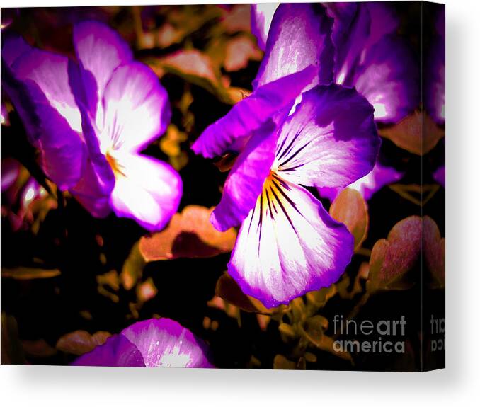 Pansy Canvas Print featuring the photograph Rustic Pansies by Sonya Chalmers