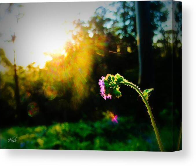 Flower Canvas Print featuring the photograph Sad Flower by Michael Blaine