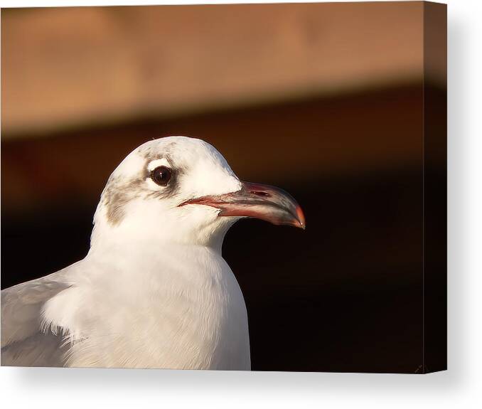 Sally Seagull Canvas Print featuring the photograph Sally Seagull by Kathy K McClellan