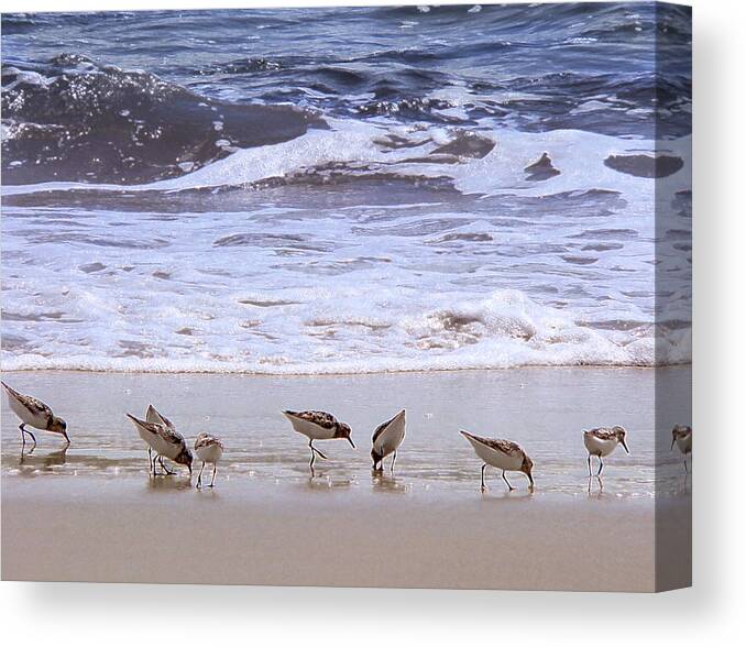 Beach Canvas Print featuring the photograph Sand Dancers by Steven Sparks