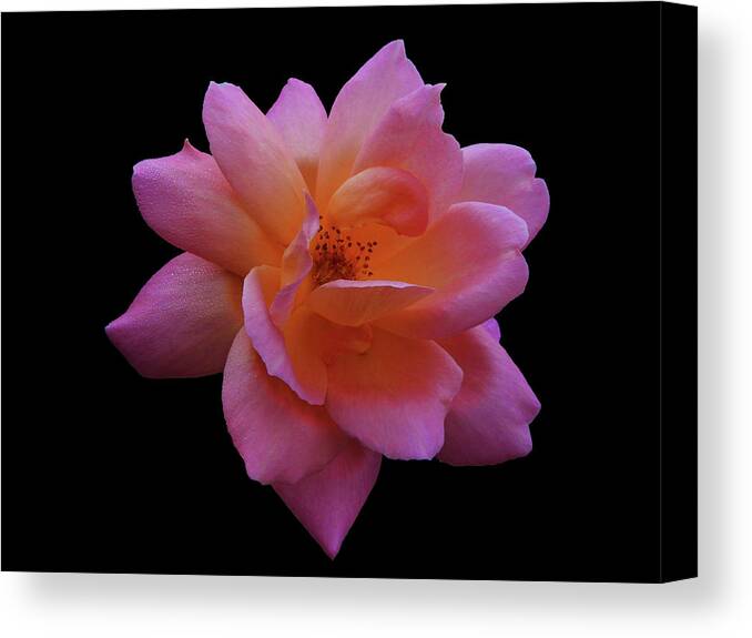 Rose Canvas Print featuring the photograph Sarah by Mark Blauhoefer
