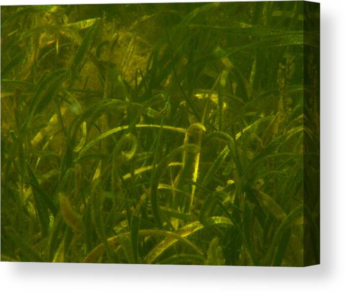 Sea Canvas Print featuring the photograph Sargasso Sea by Debbie May