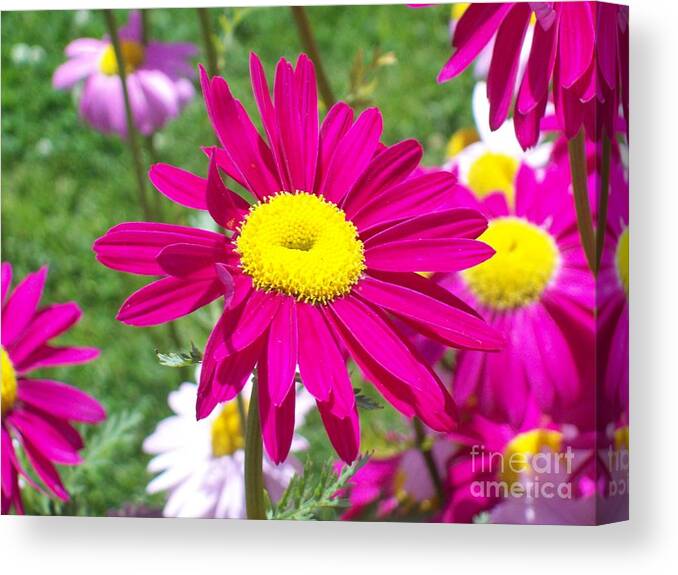 Garden Canvas Print featuring the photograph Sassy In Pink Flower by Carol Riddle