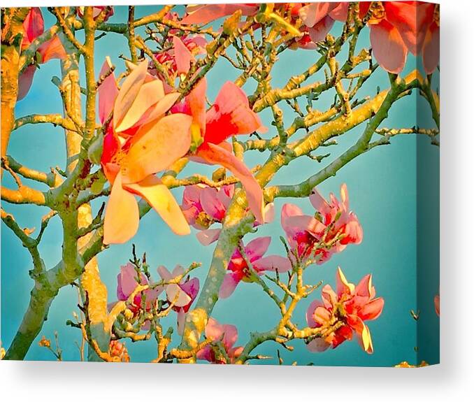 Flower Canvas Print featuring the photograph Saucer Magnolia by Angela Annas