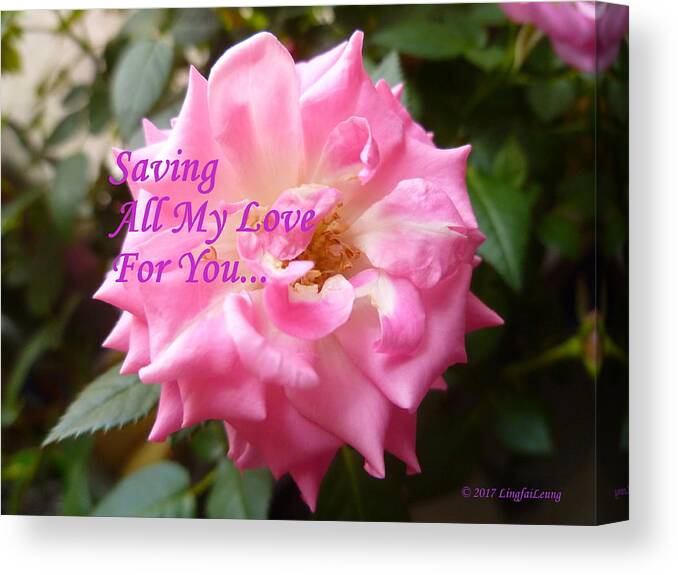 Rose Canvas Print featuring the photograph Saving All My Love For YOU Rose by Lingfai Leung