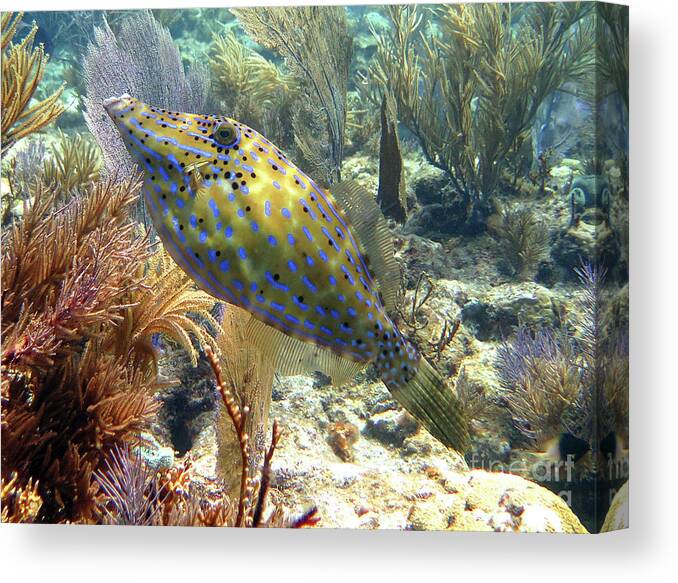 Underwater Canvas Print featuring the photograph Scrawled Filefish 3 by Daryl Duda