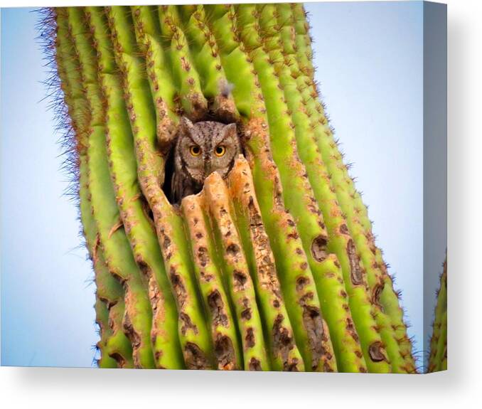 Animals Canvas Print featuring the photograph Screech Owl in Saguaro by Judy Kennedy