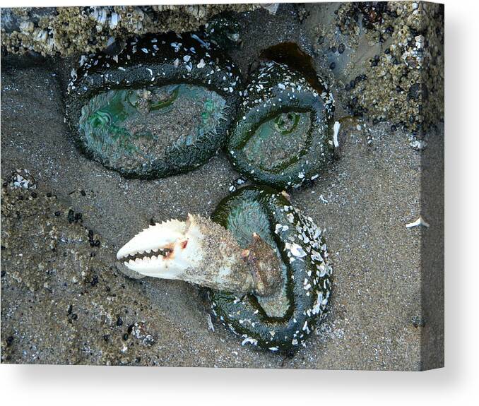 Sea Anemones Canvas Print featuring the photograph Sea Anemones and a Crab Pincher by Gallery Of Hope 