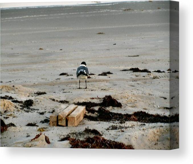 Seagull Canvas Print featuring the photograph Seagull 5 by Camera Candy