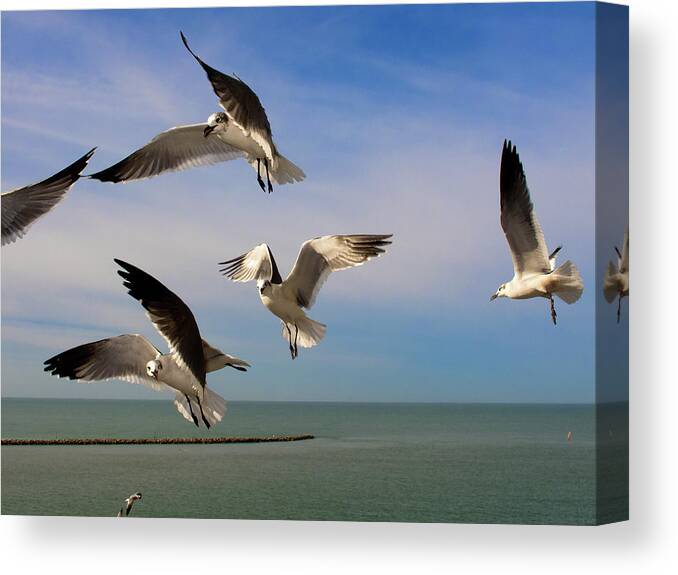 Clearwater Canvas Print featuring the photograph Seagulls - 1 by Riccardo Forte