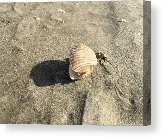 Seashell Canvas Print featuring the photograph Seashell on the Seashore by Robert J Wagner