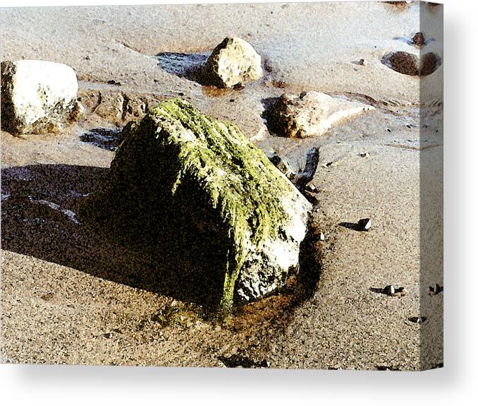 Water Canvas Print featuring the painting Seaweed Rock by Paul Sachtleben
