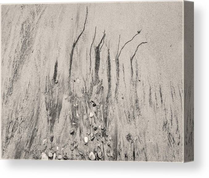 Lake Ontario Canvas Print featuring the photograph Seaweeds on sandy beach by Peter V Quenter