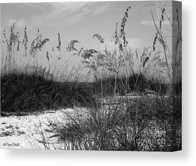 Sand Canvas Print featuring the photograph Seclusion by Terri Mills
