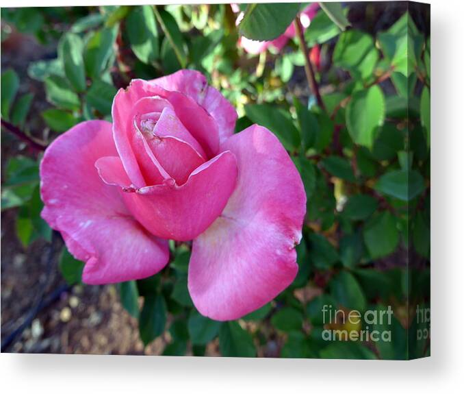 Rose Canvas Print featuring the photograph Sedona Rose by Mars Besso