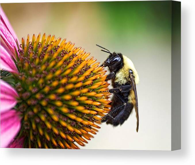Bee Canvas Print featuring the photograph Seeking Nectar by Brad Boland