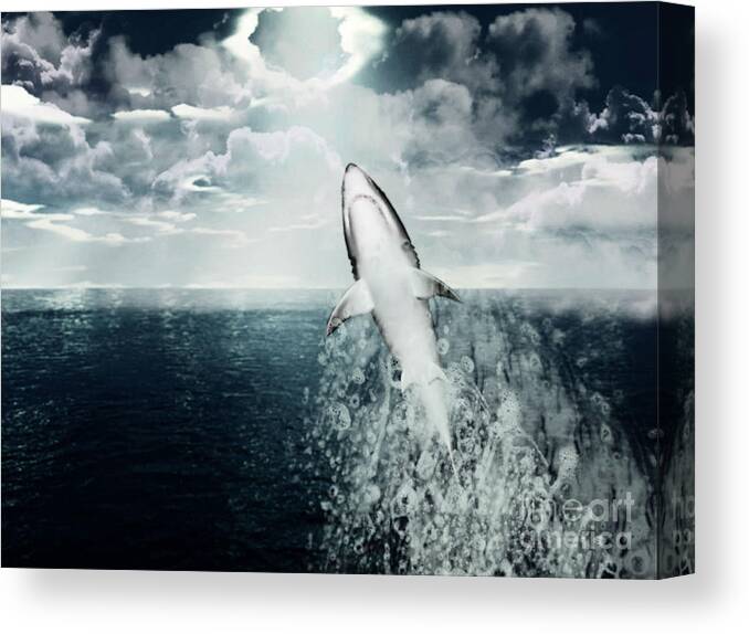 Shark Canvas Print featuring the photograph Shark Watch by Digital Art Cafe