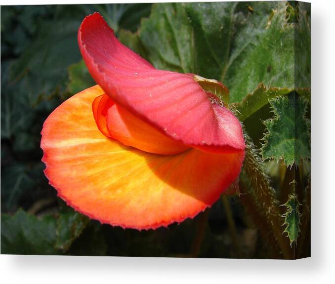 Botany Canvas Print featuring the photograph Shell Flower by Carl Moore