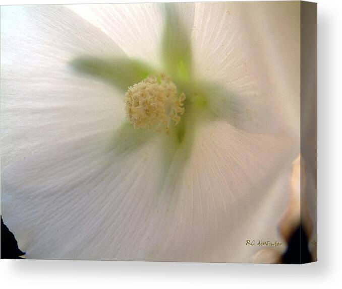 Blossom Canvas Print featuring the photograph Shimmer by RC DeWinter