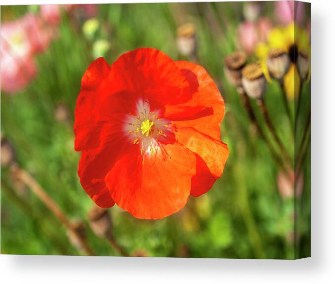 Shirley Poppy Canvas Print featuring the photograph Shirley Poppy 2018-10 by Thomas Young