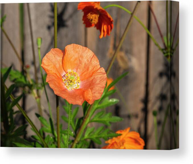 Shirley Poppy Canvas Print featuring the photograph Shirley Poppy 2018-12 by Thomas Young
