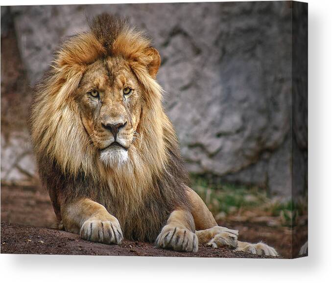 Lions Canvas Print featuring the photograph Shombay by Elaine Malott