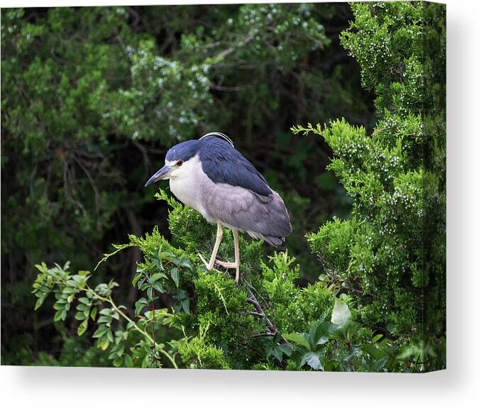 Birds Canvas Print featuring the photograph Shore Bird Roosting in a Tree by Paul Ross