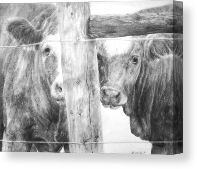 Cattle Canvas Print featuring the drawing Shy guys by Meagan Visser