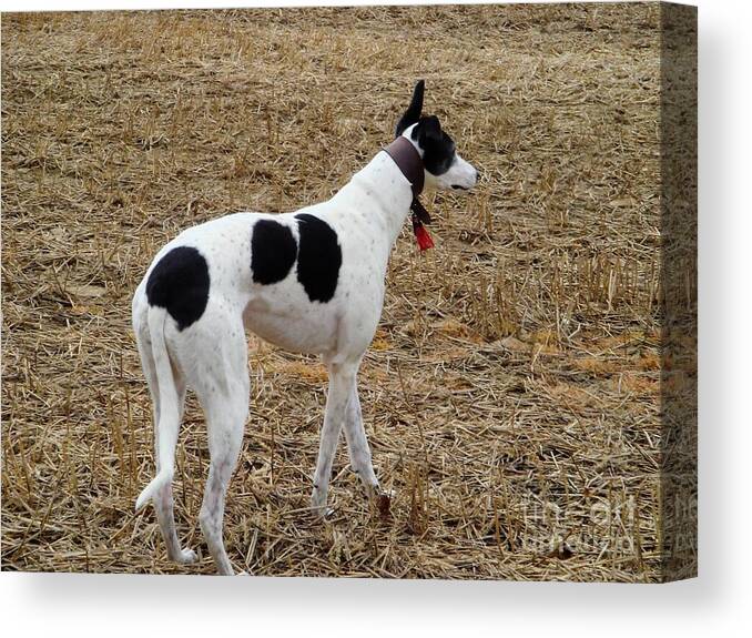Sighthound Canvas Print featuring the photograph Sighthound by Yvonne Johnstone