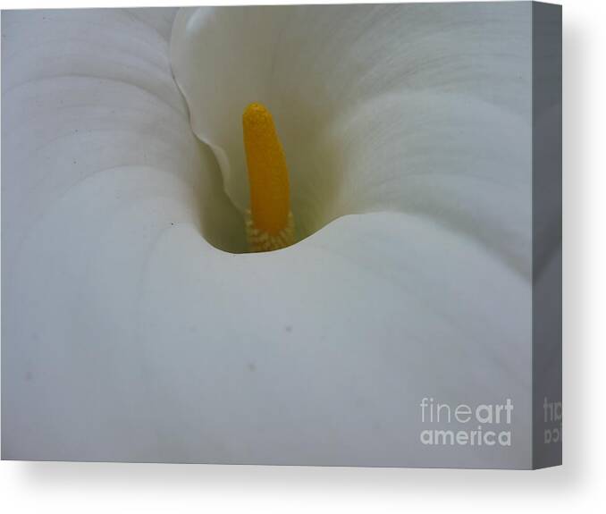 Flower Canvas Print featuring the photograph Silk by PJ Cloud