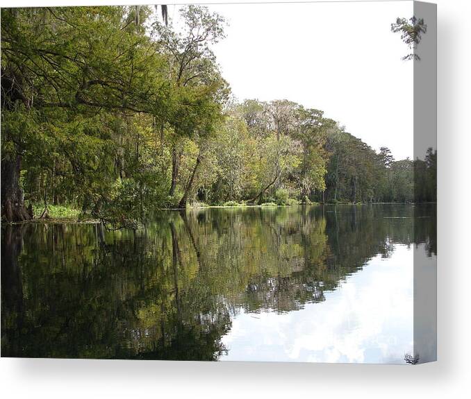 Arboretums Canvas Print featuring the photograph Silver Green by Jack Norton