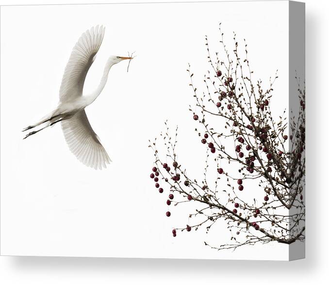Heron Canvas Print featuring the photograph Simplicity by Melinda Hughes-Berland