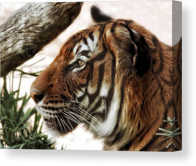 Tigers Canvas Print featuring the photograph Sita Profile by Elaine Malott